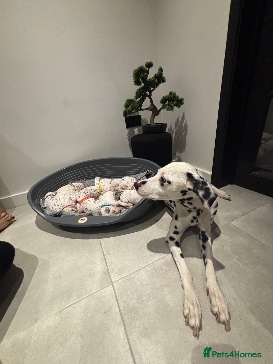 Dalmatian dogs for sale: Dalmatians for Sale (Last 2 Boys Left) - Advert 15