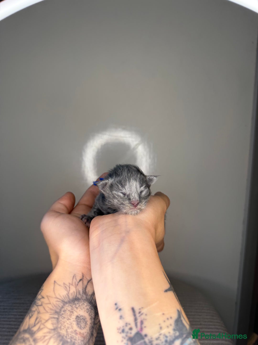 Maine Coon cats for sale: XL Russian maine coon kittens  in Market Rasen - Image 18