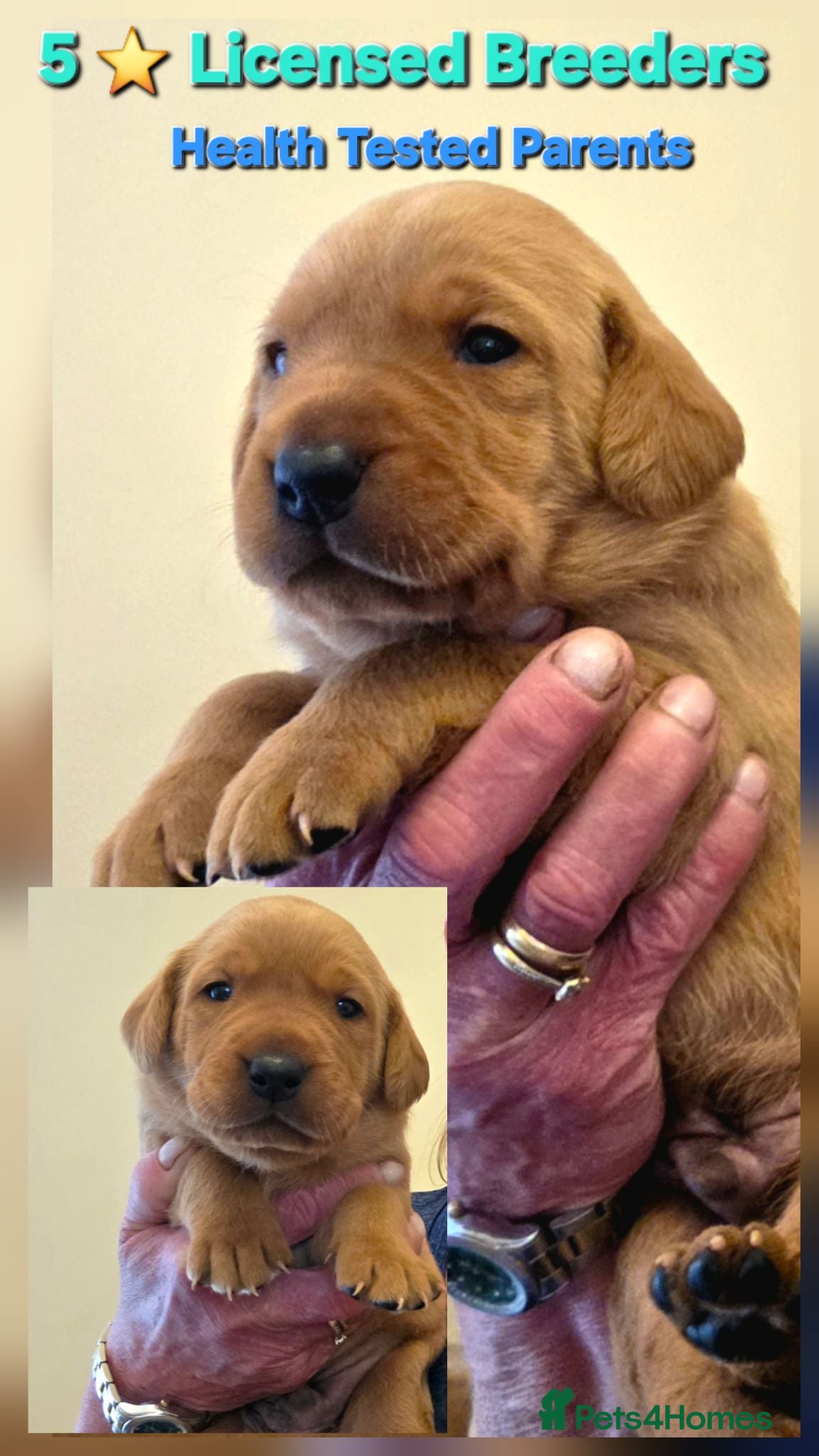 Labrador Retriever dogs Fantastic Fox Red Labrador Puppies  - Advert 1