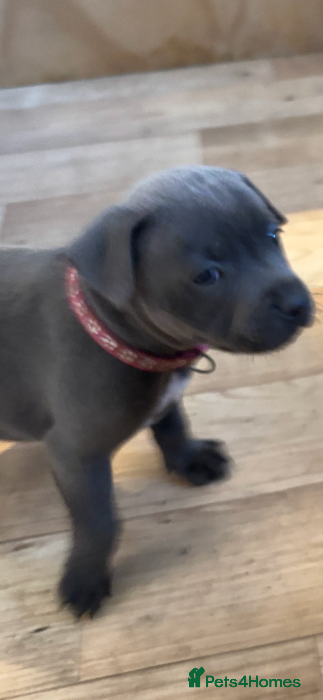 Staffordshire Bull Terrier dogs for sale: 6 x stunning blue eyed staffs puppies - Image 2