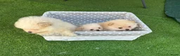 Pomeranian dogs for sale: Beautiful Cream&Wolf Sable Male Pomeranian Puppies - Advert 3
