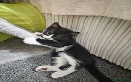 Domestic Shorthair cats for sale: Domestic Short-hair Male cats - Image 2