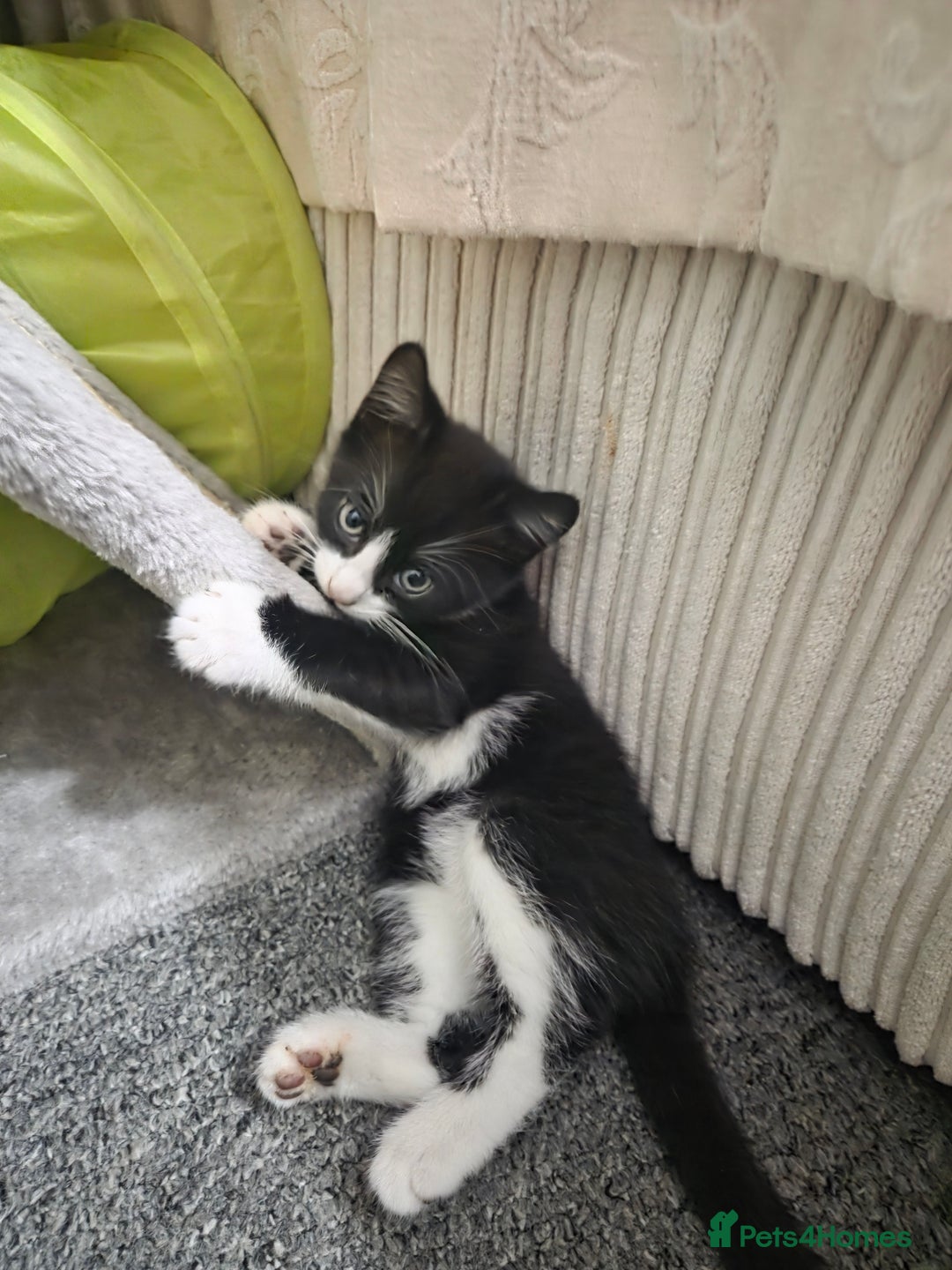 Domestic Shorthair cats for sale: Domestic Short-hair Male cats - Image 2