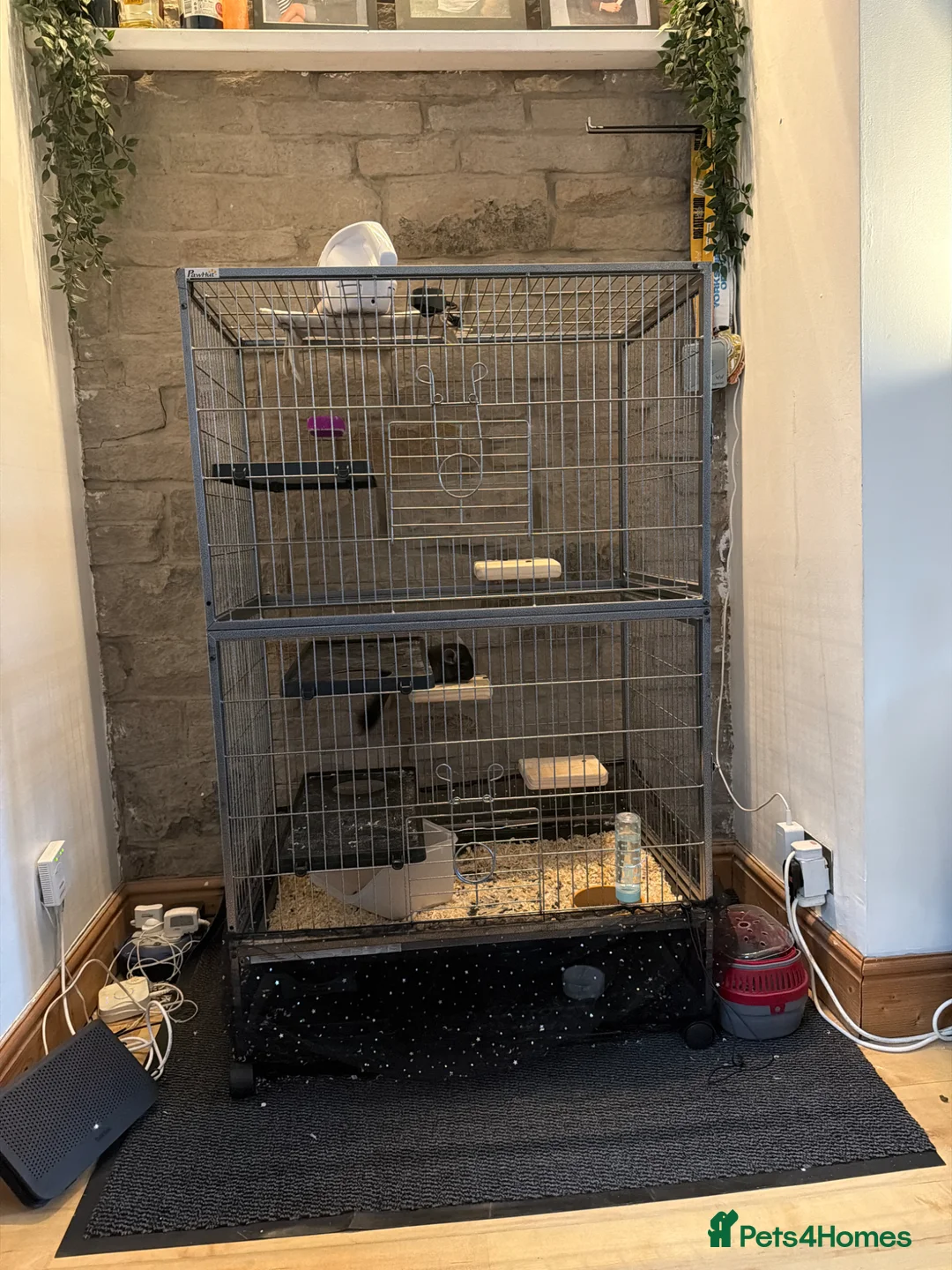 Chinchilla rodents for sale: 5 month old chinchilla for sale  in Huddersfield - Advert 5