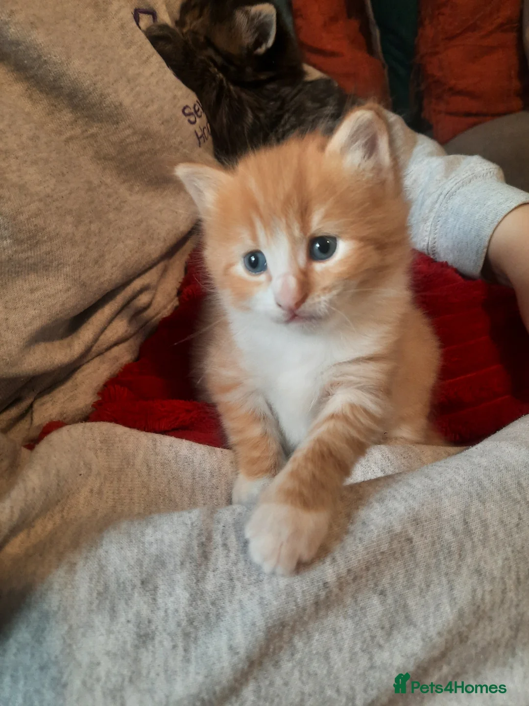 Mixed Breed cats for sale: Ginger kitten - Advert 6