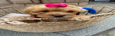Cockapoo 4