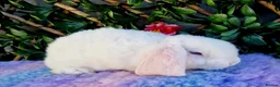 Mini Lop rabbits for sale: Baby mini plush lops  - Advert 2