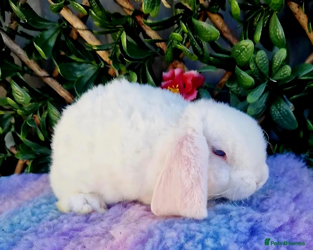 Mini Lop rabbits for sale: Baby mini plush lops  - Advert 2