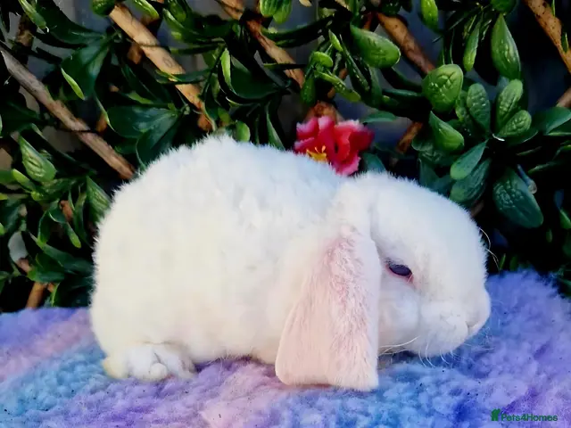 Mini Lop rabbits for sale: Baby mini plush lops - Advert 2
