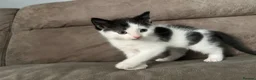Mixed Breed cats for sale: Adorable Fluffballs looking for loving new homes - Advert 6