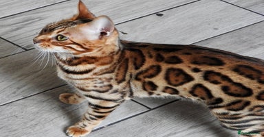 Bengal cats - Advert 14
