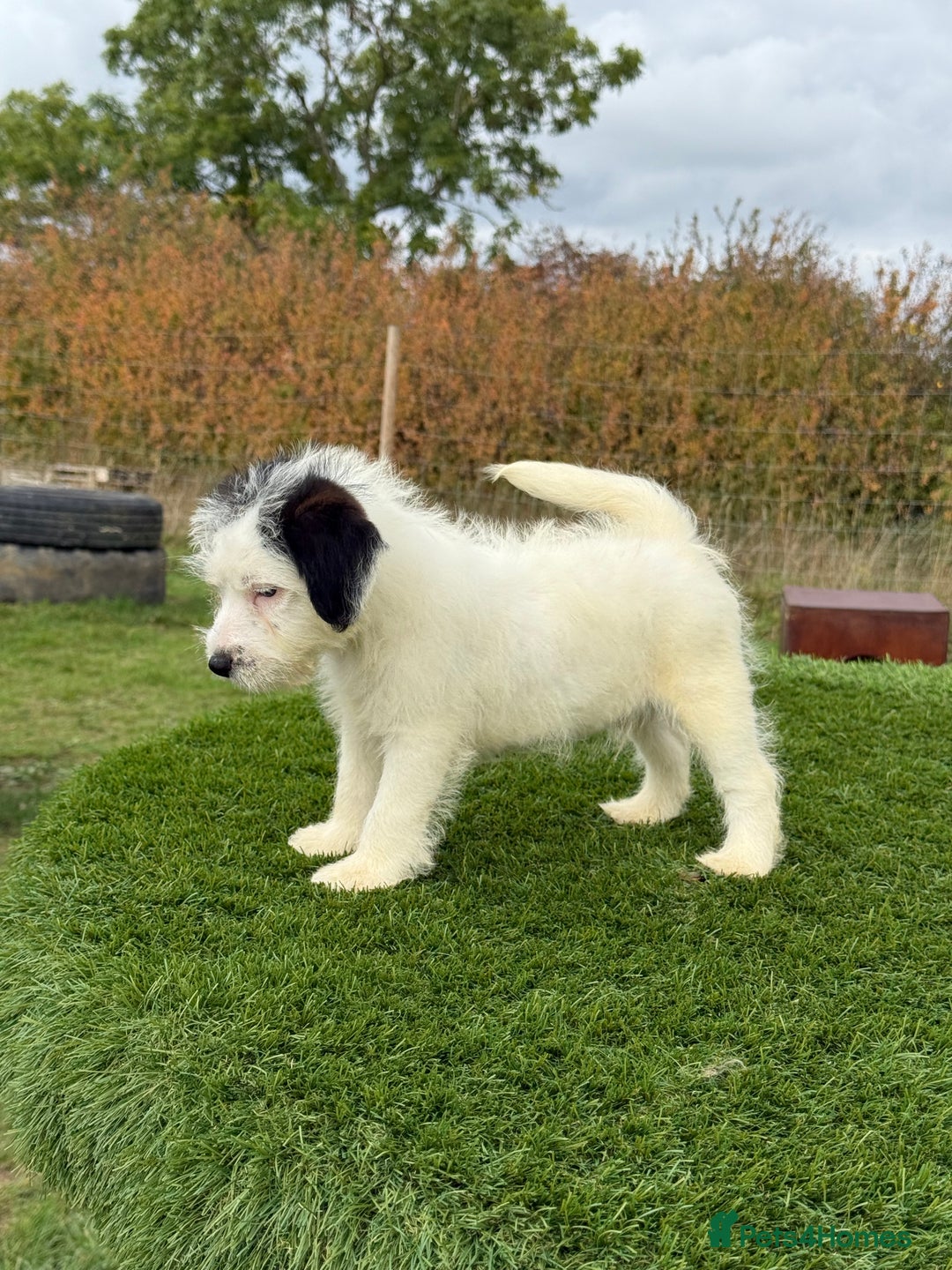 Jack Russell dogs for sale: Stunning Kc male puppy - Advert 1