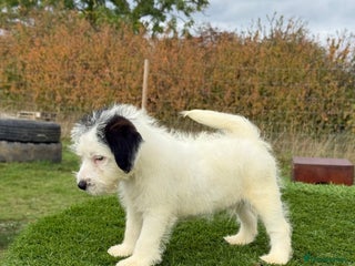 Jack Russell dogs Stunning Kc male puppy - Advert 1
