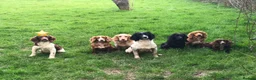 Sprollie dogs for sale: Fantastic Border Collie X Springer Spaniel Puppies - Advert 6