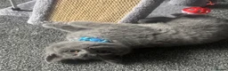 British Shorthair cats for sale: Three gorgeous kittens for sale in Northampton - Advert 4