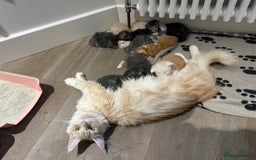 Maine Coon cats for sale: Pedigree TICA Registered Maine Coon Kittens - Image 33