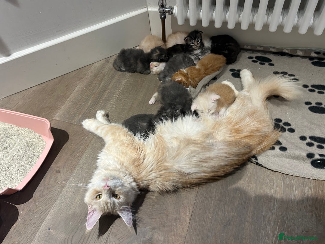 Maine Coon cats for sale: Pedigree TICA Registered Maine Coon Kittens - Image 33