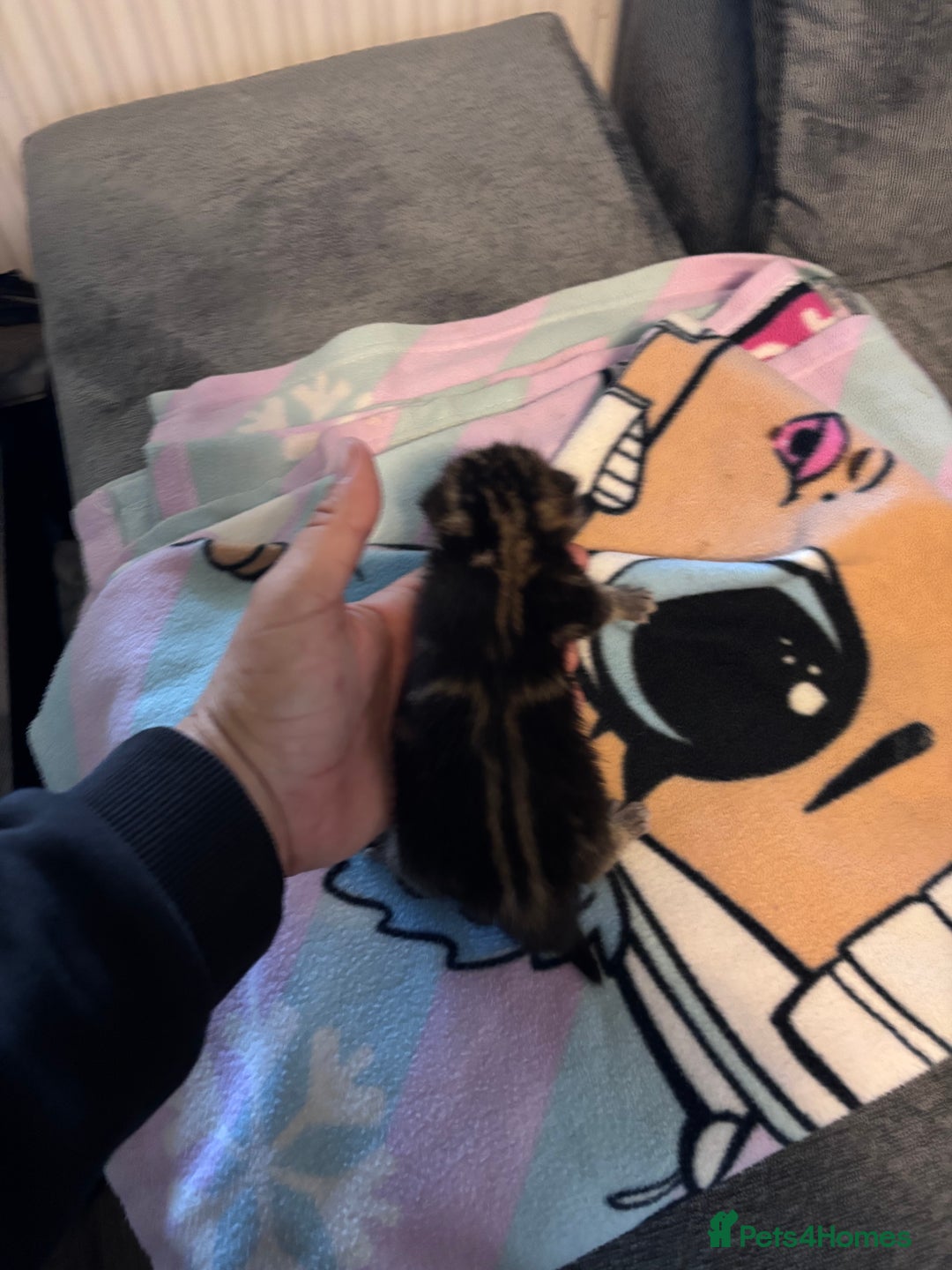 Bengal cats for sale: Bengal X  - Image 11