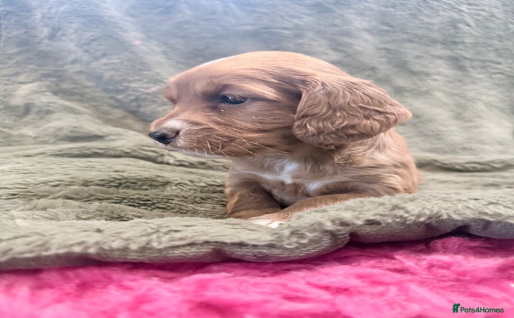 Cocker Spaniel dogs - Advert 7