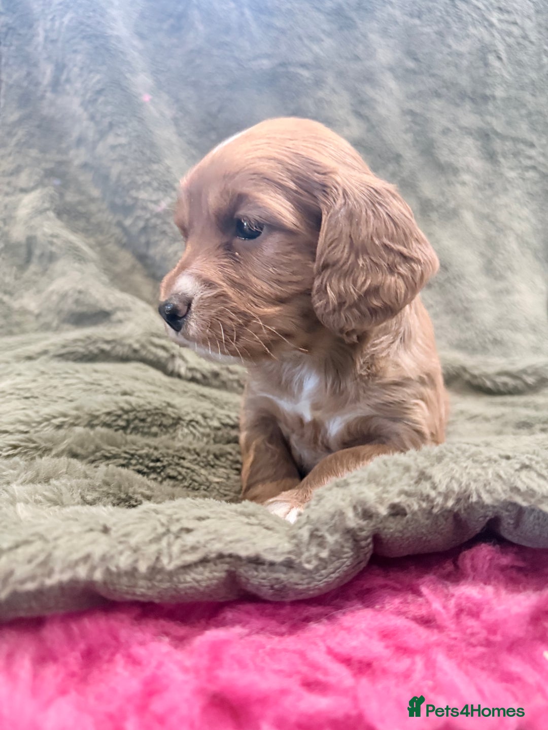 Cocker Spaniel dogs for sale: 3 stunning kc cocker girls💕 - Image 1