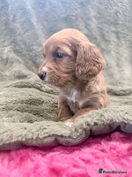 Cocker Spaniel dogs - Advert 4