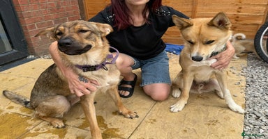 Mixed Breed dogs - Advert 9