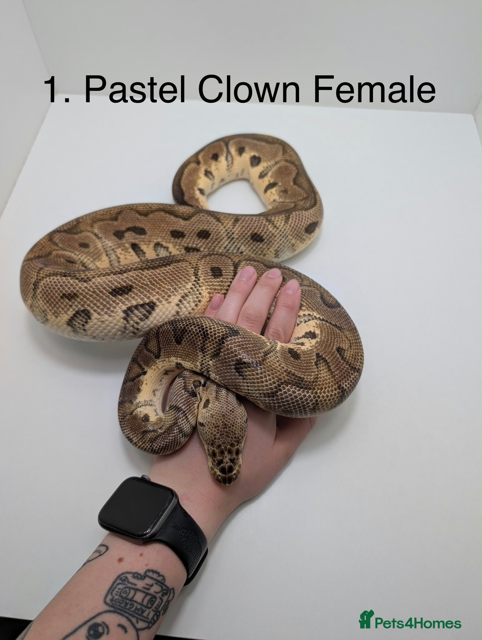 Python Snake reptiles Royal Pythons - Advert 14