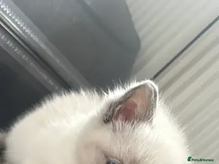 Ragdoll cats RAGDOLL KITTENS - Advert 1