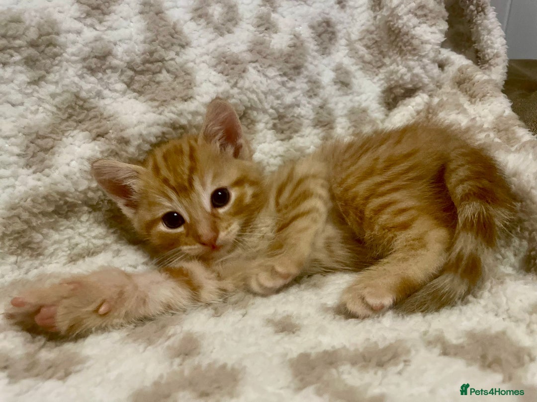 Mixed Breed cats for sale: ***BEAUTIFUL KITTENS*** Ready For New Homes - Image 3