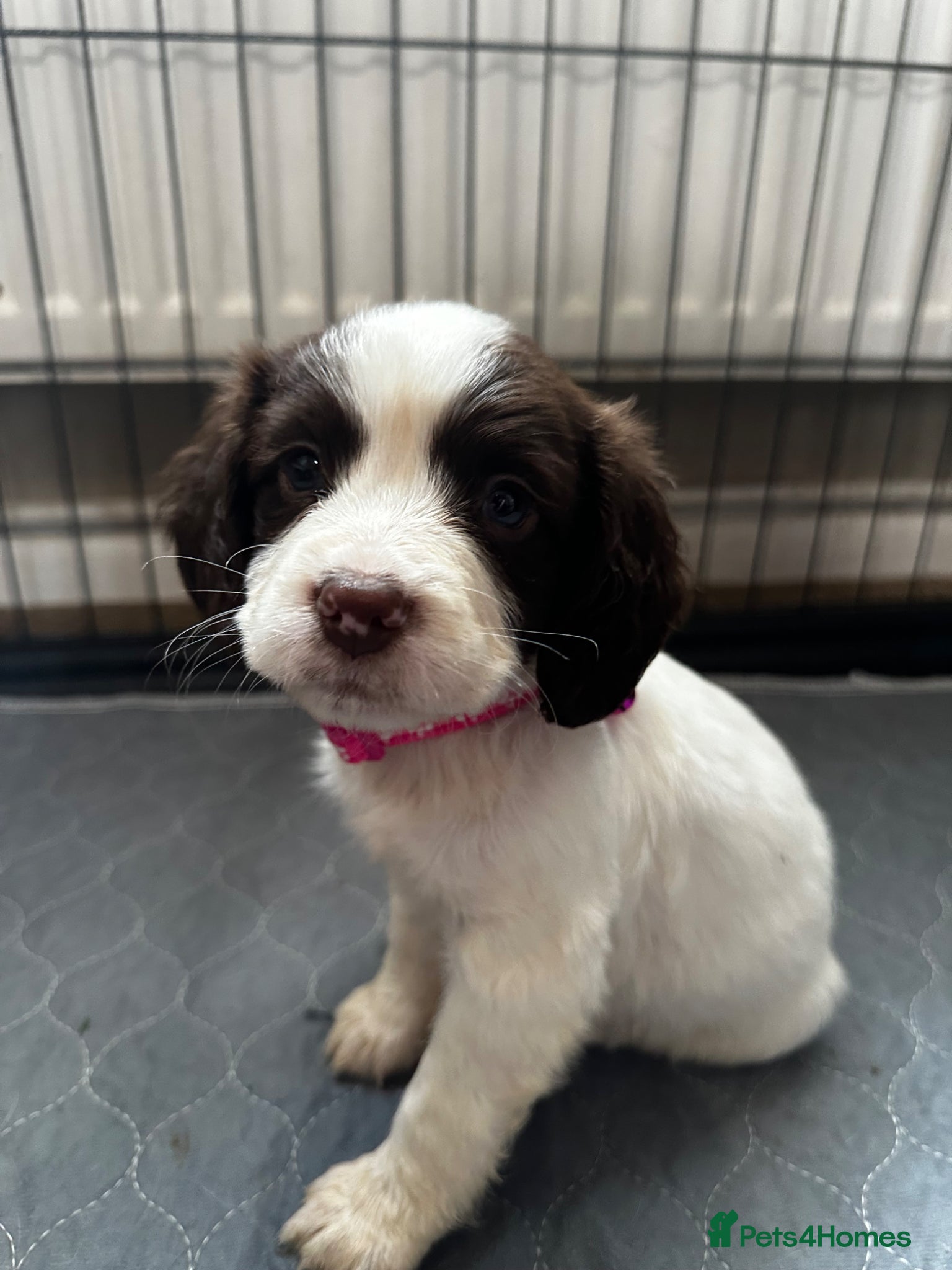 English Springer Spaniel dogs 9 Liver & White Springer Spaniel Puppies  - Advert 6