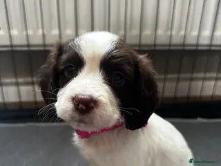 English Springer Spaniel dogs 9 Liver & White Springer Spaniel Puppies - Advert 6