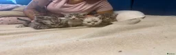 Mixed Breed cats for sale: Eyptian mau x british short hair kittens in Chelmsford - Advert 2