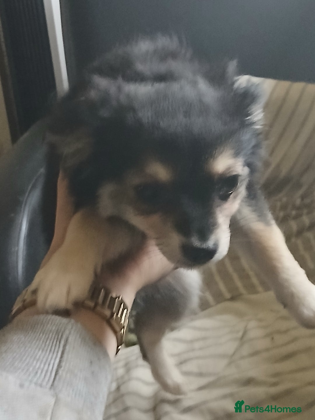 Chihuahua dogs for sale: Chihuahua puppies - Image 2