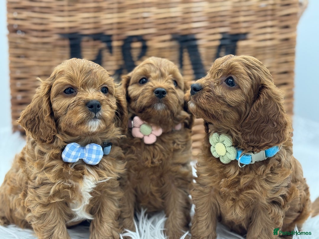 Cavapoo dogs for sale: Toy F1 Red cavapoos exstensively health tested ! - Image 13