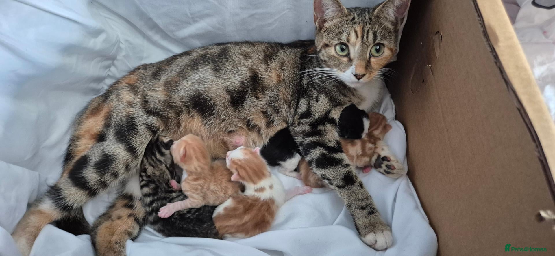 Mixed Breed cats for sale: 5 mixed colour kittens - Advert 15