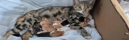 Mixed Breed cats for sale: 5 mixed colour kittens in Stevenage - Advert 1