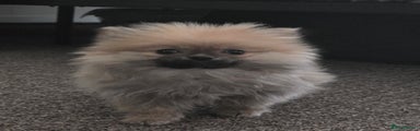 Pomeranian Puppy 1