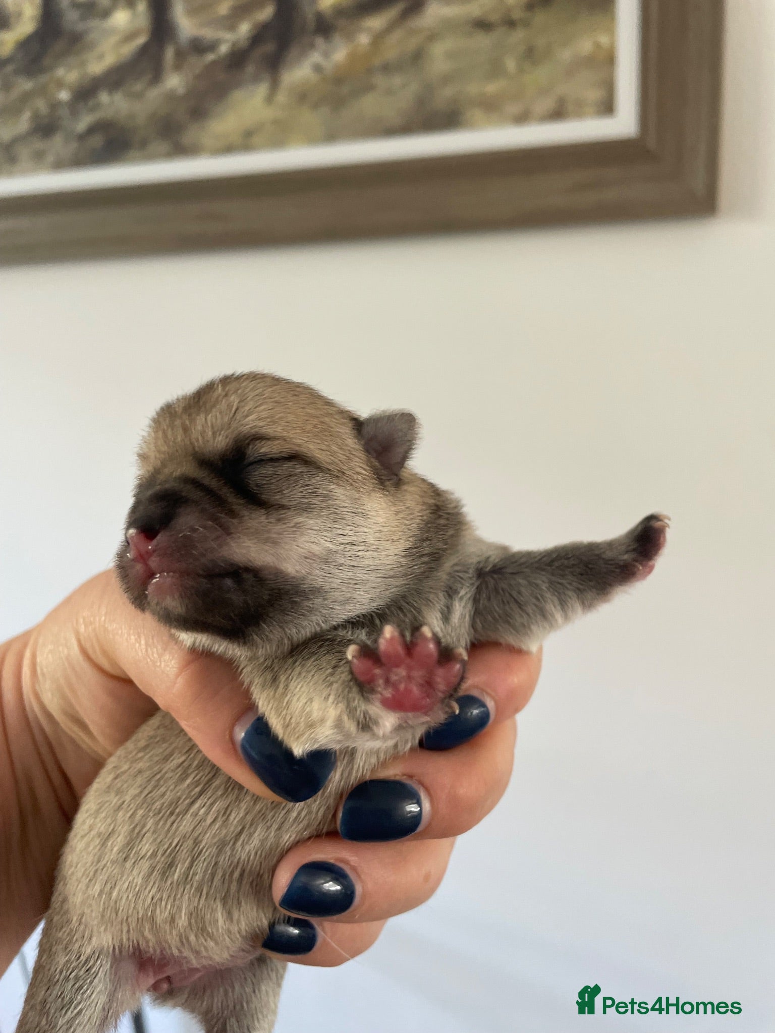 Pomchi dogs Pomchi puppies - Advert 4