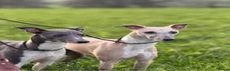 Whippet dogs for sale: Exceptional bred whippets for sale  in Stafford - Advert 9