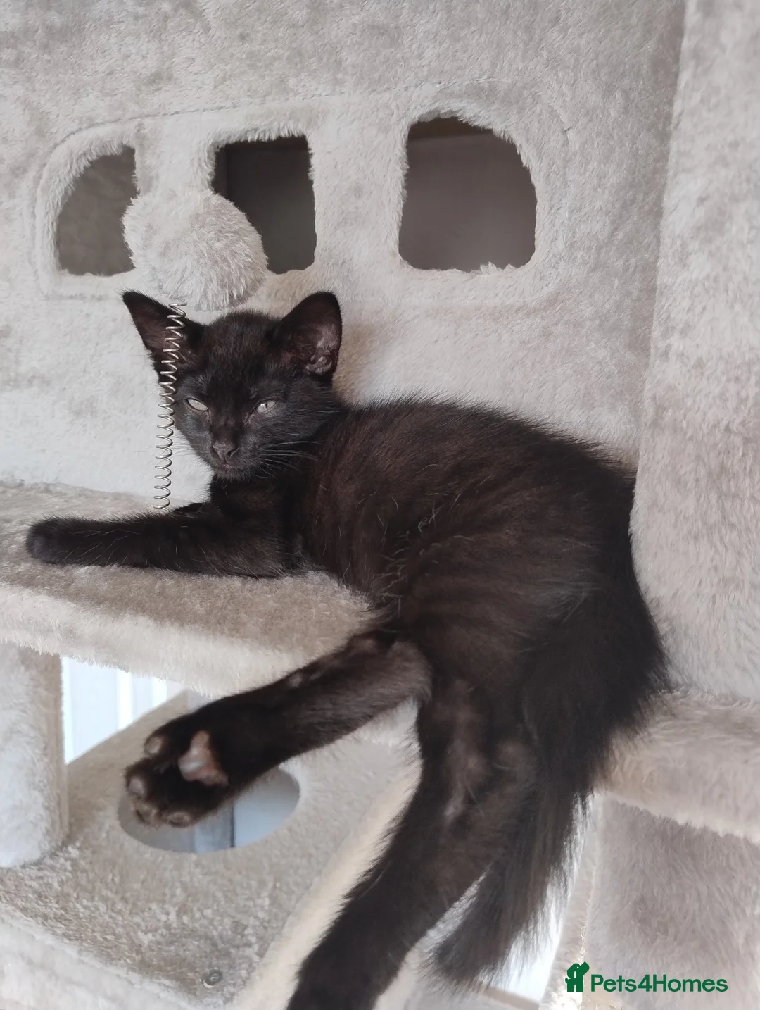 Mixed Breed cats for sale: Last little black male kitten with tabby markings  - Advert 14