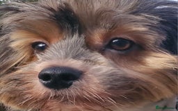 Yorkshire Terrier dogs for sale: Adult Yorkshire Terrier Biewer Girl - Image 1
