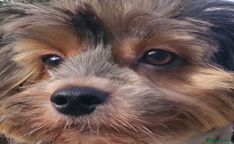 Yorkshire Terrier dogs - Advert 1
