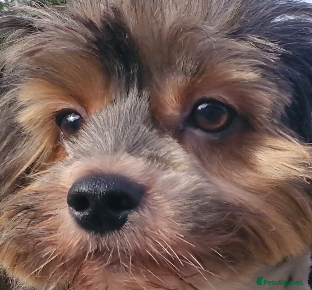 Yorkshire Terrier dogs for sale: Adult Yorkshire Terrier Biewer Girl - Image 1