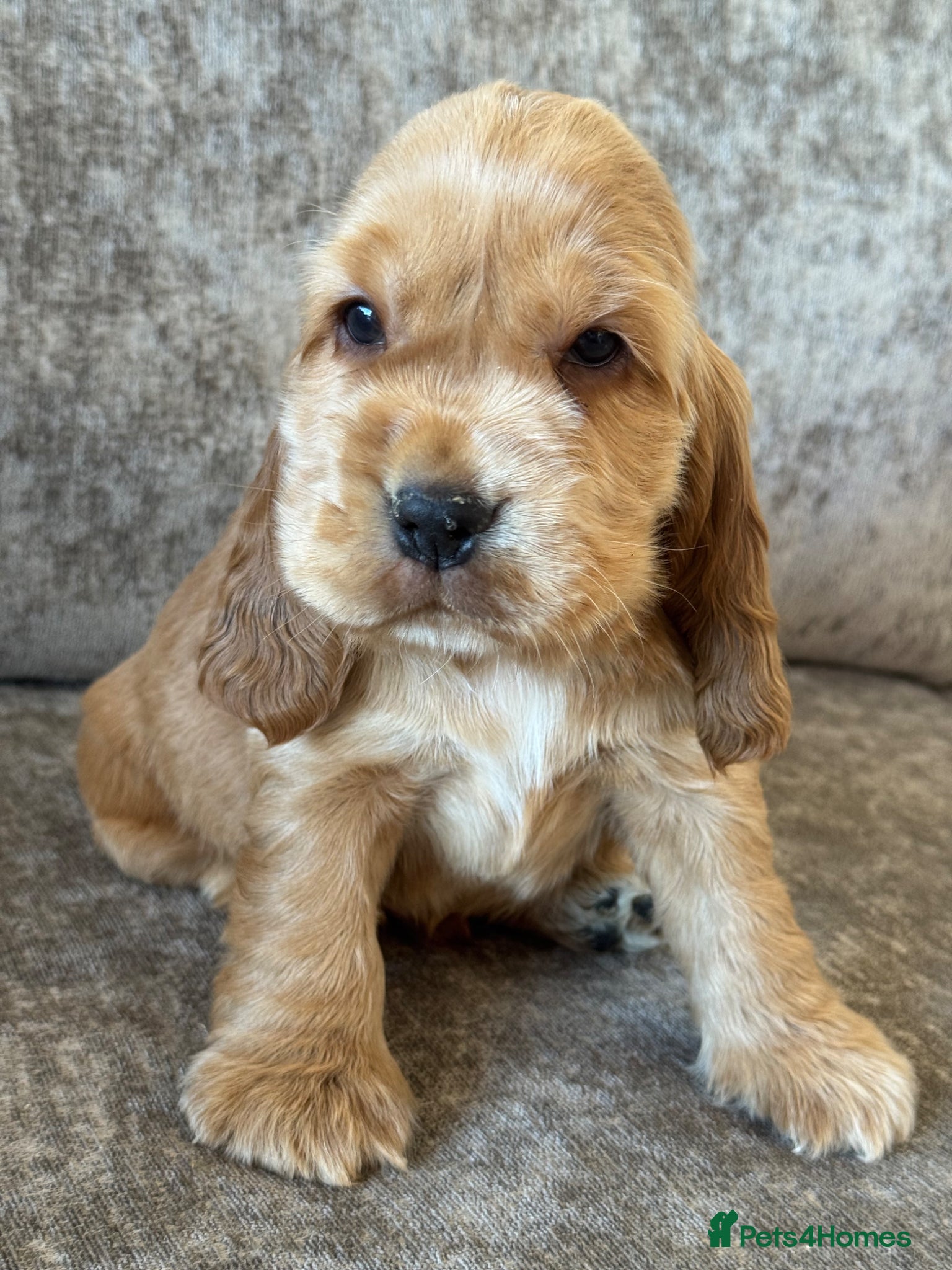 Cocker Spaniel dogs TRUE SHOWTYPE KC REGISTERED HEALTH TESTED - Advert 7
