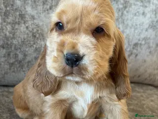 Cocker Spaniel dogs TRUE SHOWTYPE KC REGISTERED HEALTH TESTED - Advert 11