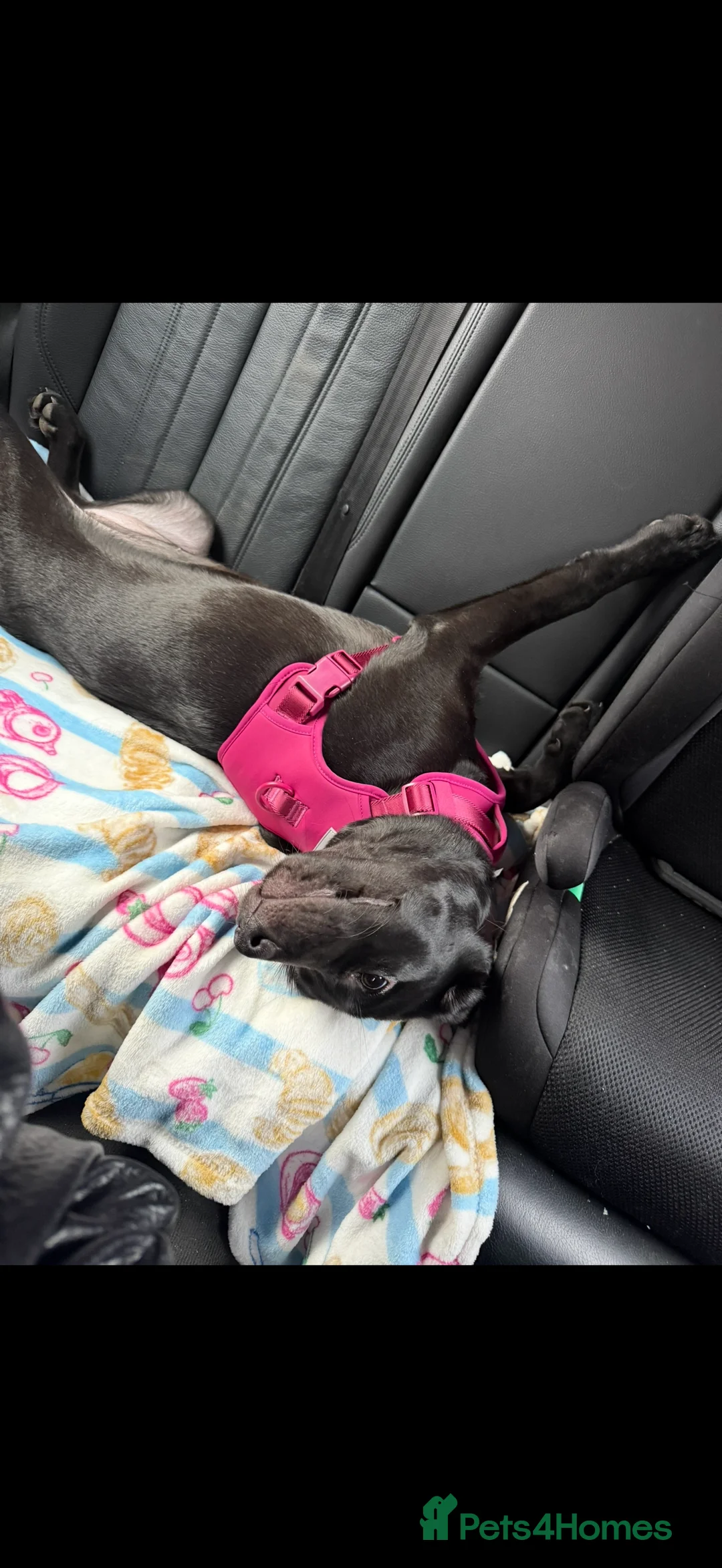 Labrador Retriever dogs for sale: Beautiful female labrador - Advert 2