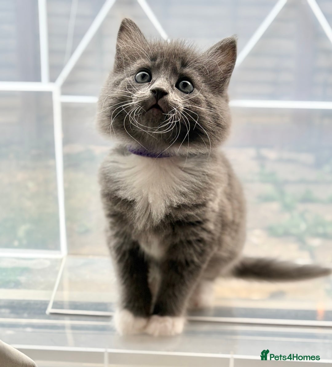 Domestic Shorthair cats for sale: 7 weeks old  - Image 3