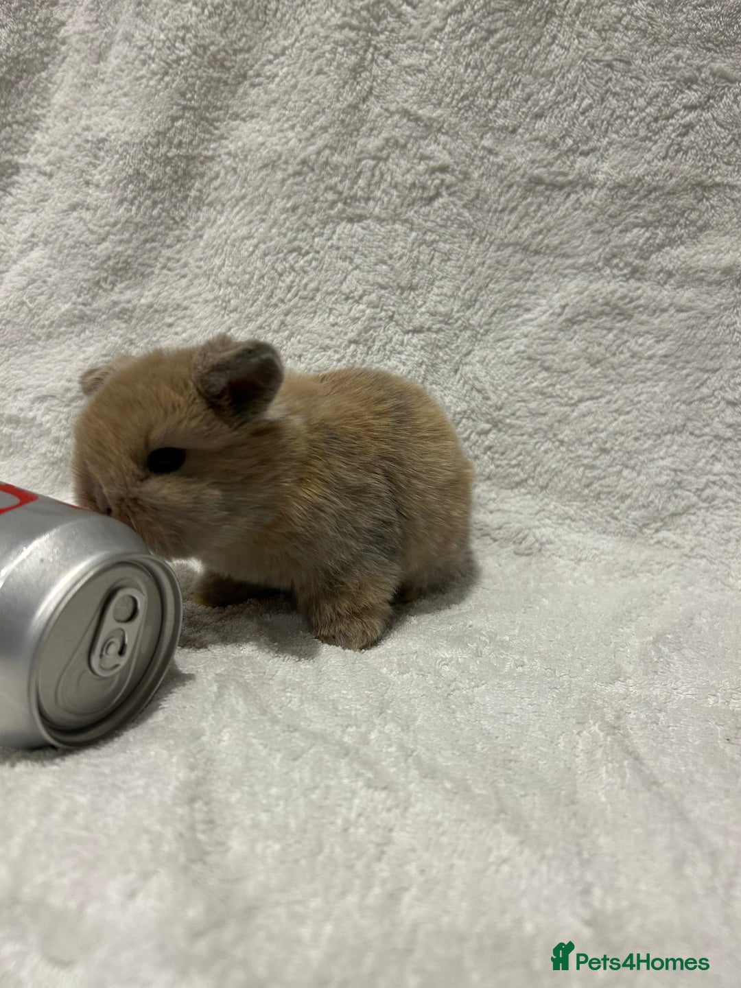 Mini Lop rabbits for sale: Pure Bred Mini Lop Baby Rabbits - Advert 15