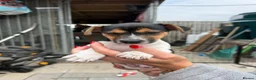 Jack Russell dogs for sale: Beautiful Jack Russell Puppies For Sale  - Advert 4