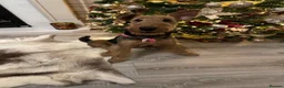 Airedale Terrier dogs for sale: Airedale  - Advert 5
